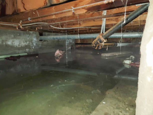 Best Mold removal after water damage  in East Stroudsburg, PA